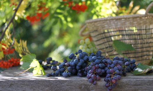 Wdrożenie Comarch ERP Optima w Kondrat Wina Wybrane Sp. z o.o.