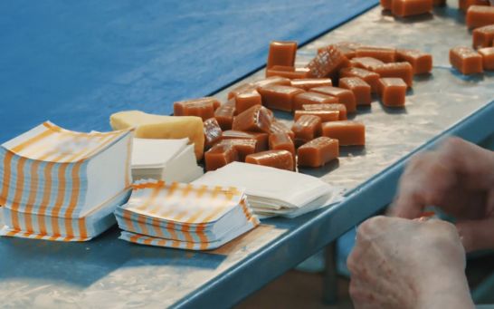 Z kamerą wśród krówek